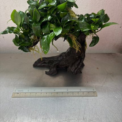Anubias Nana Bonsai Tree Live Aquarium Plant - Easy Care Midground Freshwater