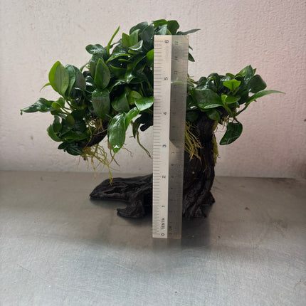 Anubias Nana Bonsai Tree Live Aquarium Plant - Easy Care Midground Freshwater