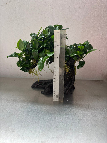 anubias bonsai tree Anubias Nana Bonsai Tree Live Aquarium Plant