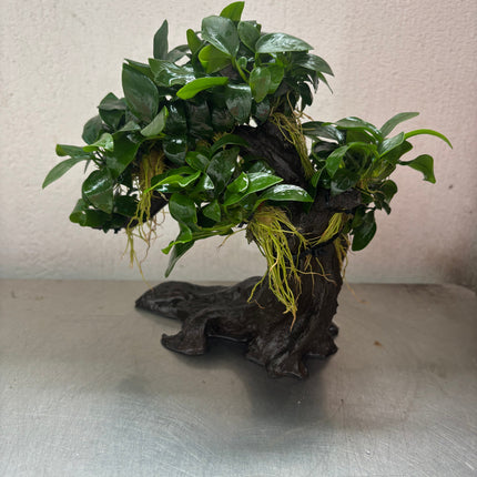 Anubias Nana Bonsai Tree Live Aquarium Plant - Easy Care Midground Freshwater