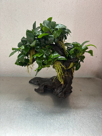 can a bonsai tree live in an aquarium Anubias Nana Bonsai Tree Live Aquarium Plant