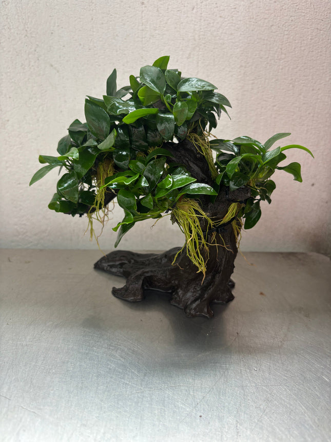 Anubias Nana Bonsai Tree Live Aquarium Plant - Easy Care Midground Freshwater