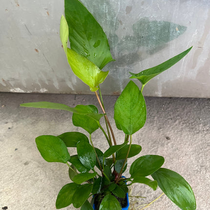 Hardy Anubias Hastifolia Live Aquarium Plant – Easy Care, Lush Green Foliage