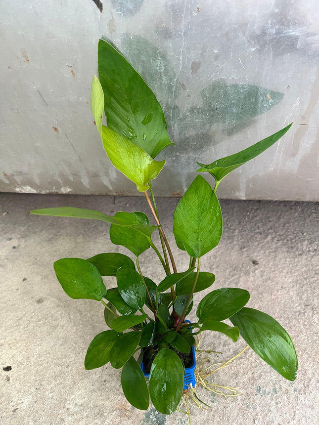 Hardy Anubias Hastifolia Live Aquarium Plant – Easy Care, Lush Green Foliage
