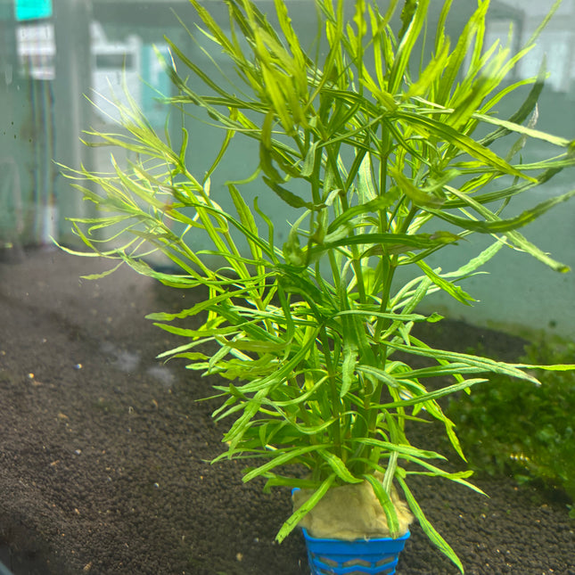 Pogostemon Stellatus ‘Octopus’