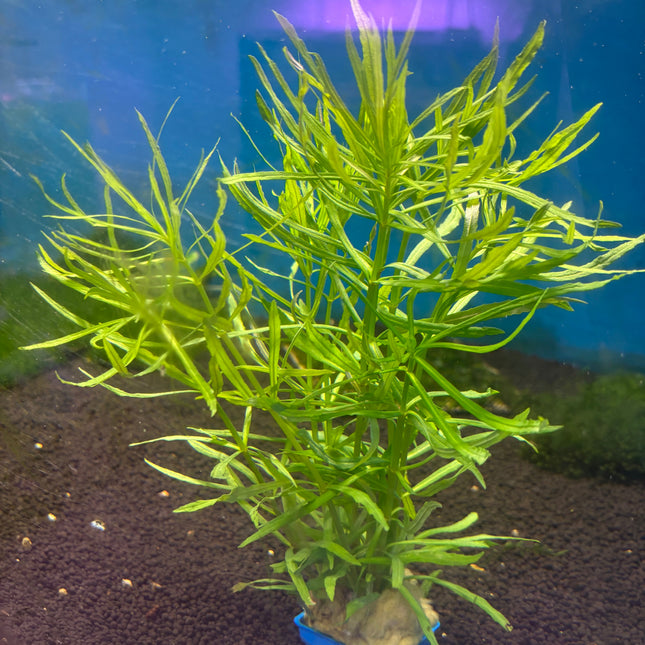 Pogostemon Stellatus ‘Octopus’