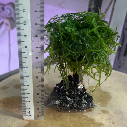 Mosses (1 branch)