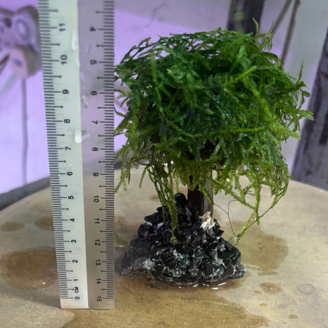 Mosses (1 branch)