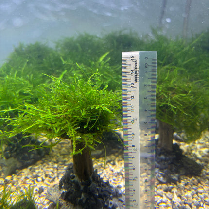 Mosses (1 branch)
