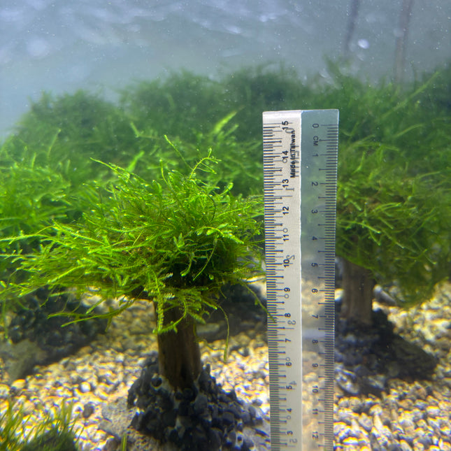 Mosses (1 branch)