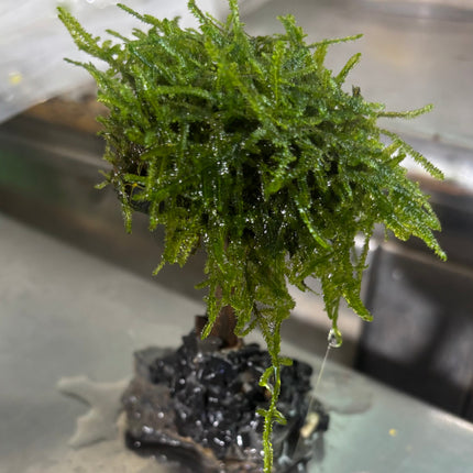 Mosses (1 branch)