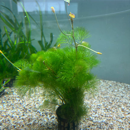 Cabomba Aquatica
