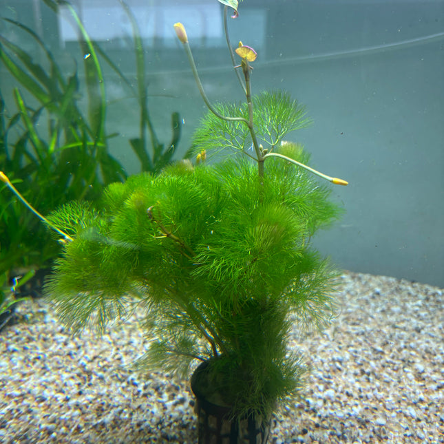 Cabomba Aquatica