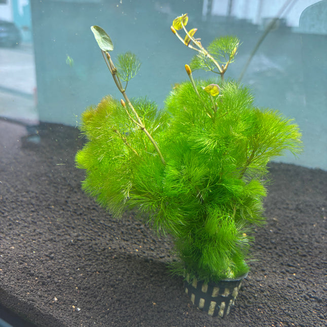 Cabomba Aquatica