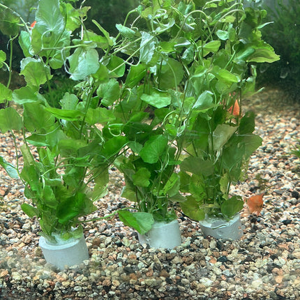 Lush Cardamine Lyrata Aquarium Plant, Easy Care, Oxygenating Live Aquatic Foliage