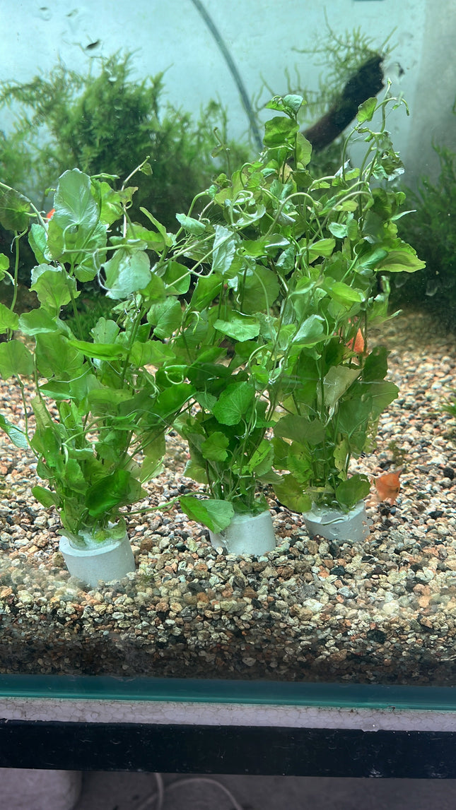 Lush Cardamine Lyrata Aquarium Plant, Easy Care, Oxygenating Live Aquatic Foliage