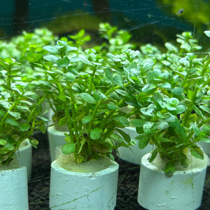 Vibrant Rotala Rotundifolia Green Mini Aquatic Plant for Lush Aquarium Decor