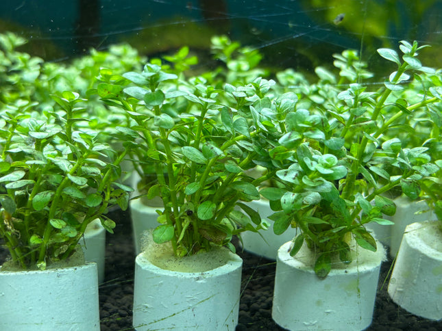 Vibrant Rotala Rotundifolia Green Mini Aquatic Plant for Lush Aquarium Decor