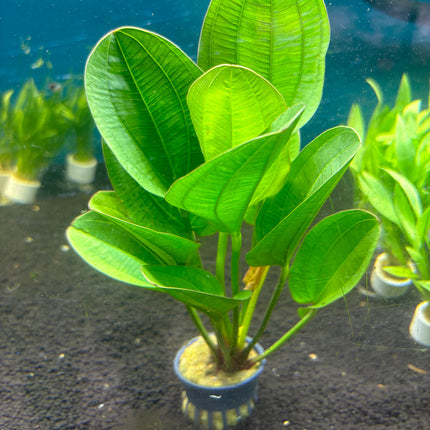 Echinodorus 'Klenier Bar' Live Aquatic Plant for Vibrant Freshwater Aquariums