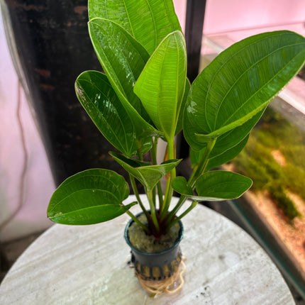 Echinodorus 'Klenier Bar' Live Aquatic Plant for Vibrant Freshwater Aquariums