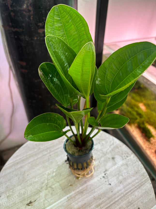 Echinodorus 'Klenier Bar' Live Aquatic Plant for Vibrant Freshwater Aquariums