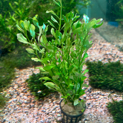 Vibrant Ludwigia Palustris Green Aquarium Plant - Easy Care, Midground, Non-CO2