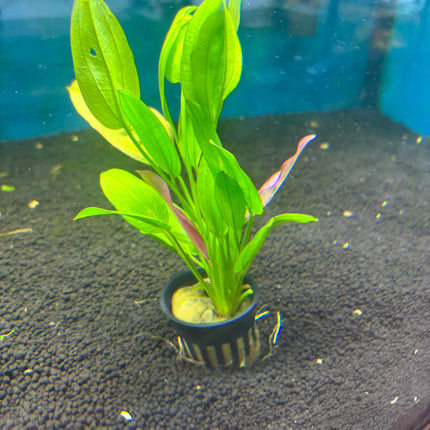 Vibrant Echinodorus Oriental Aquatic Plant: Easy Care, Midground Aquarium Decor