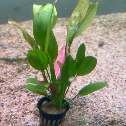 Vibrant Echinodorus Oriental Aquatic Plant: Easy Care, Midground Aquarium Decor