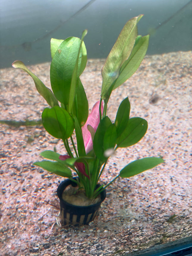 Vibrant Echinodorus Oriental Aquatic Plant: Easy Care, Midground Aquarium Decor