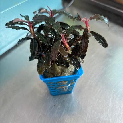 Vibrant Bucephalandra Red Dragon Fly Aquatic Plant for Aquarium Aquascaping