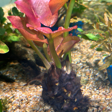 Vibrant Red Spatterdock Nuphar Japonicum Aquatic Plant for Stunning Aquarium Aquascapes