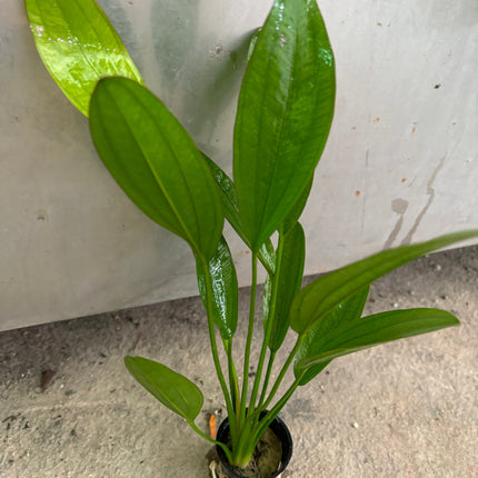 Vibrant Red Diamond Sword Plant: Easy Care Aquarium Midground Live Plant