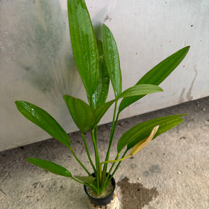 Vibrant Red Diamond Sword Plant: Easy Care Aquarium Midground Live Plant