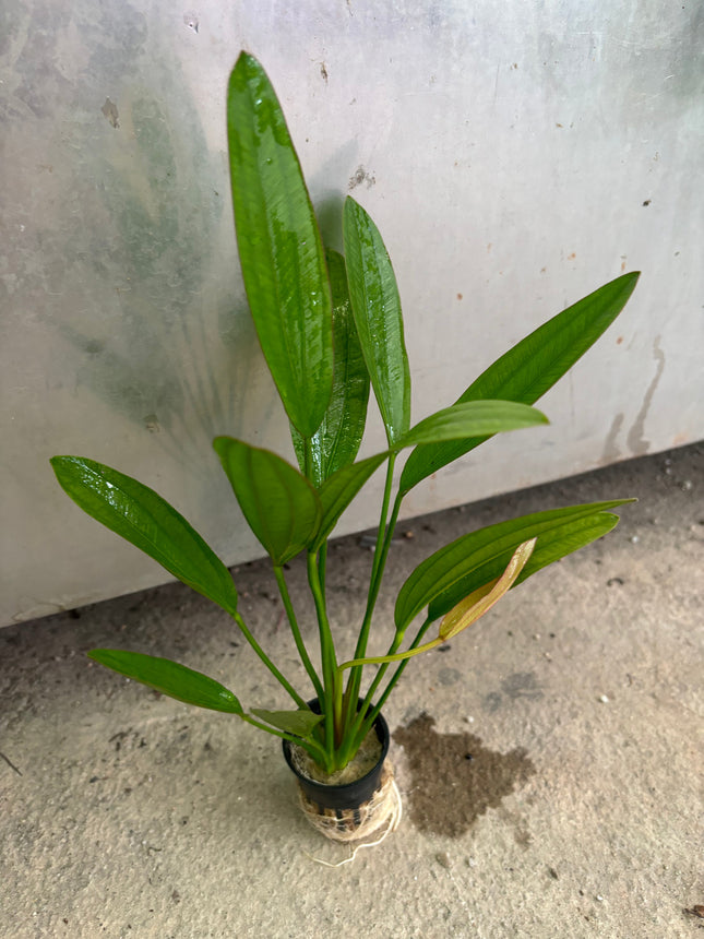 Vibrant Red Diamond Sword Plant: Easy Care Aquarium Midground Live Plant