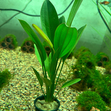 Vibrant Echinodorus Rose Aquatic Plant for Easy Midground Aquarium Decor