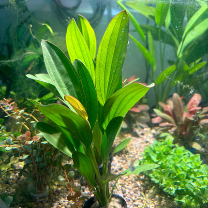 Vibrant Echinodorus Rose Aquatic Plant for Easy Midground Aquarium Decor