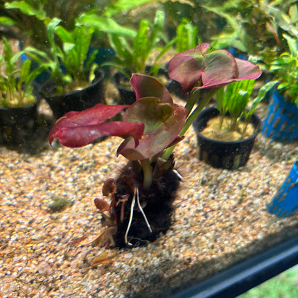 Vibrant Red Spatterdock Nuphar Japonicum Aquatic Plant for Stunning Aquarium Aquascapes