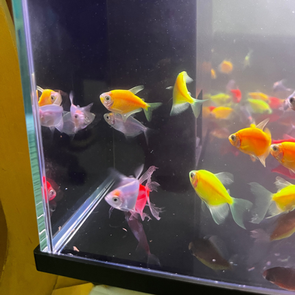 AquaHaven Kit