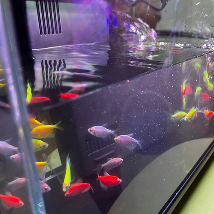 AquaHaven Kit