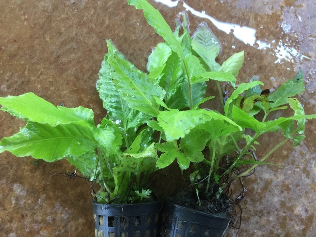 Live Bolbitis Heteroclita Aquatic Fern: Easy Low Light Freshwater Aquarium Plant