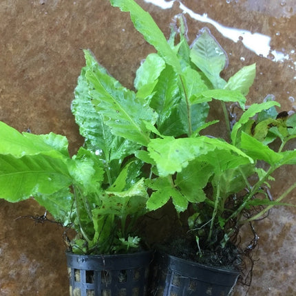 Vibrant Bolbitis Heteroclita Aquatic Fern - Easy Care Freshwater Aquarium Plant