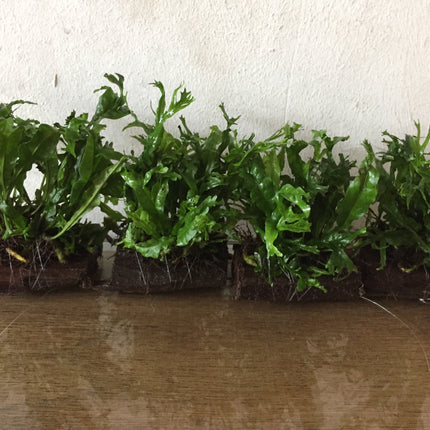 Microsorium Windelov Java Fern Tied to Mini Driftwood for Aquarium Aquascape