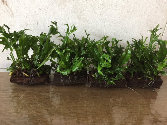 Microsorium Windelov Java Fern Tied to Mini Driftwood for Aquarium Aquascape