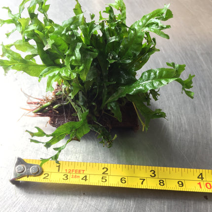 Microsorium Windelov Java Fern Tied to Mini Driftwood for Aquarium Aquascape