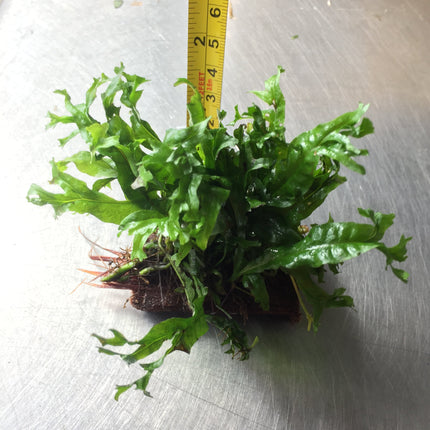 Microsorium Windelov Java Fern Tied to Mini Driftwood for Aquarium Aquascape