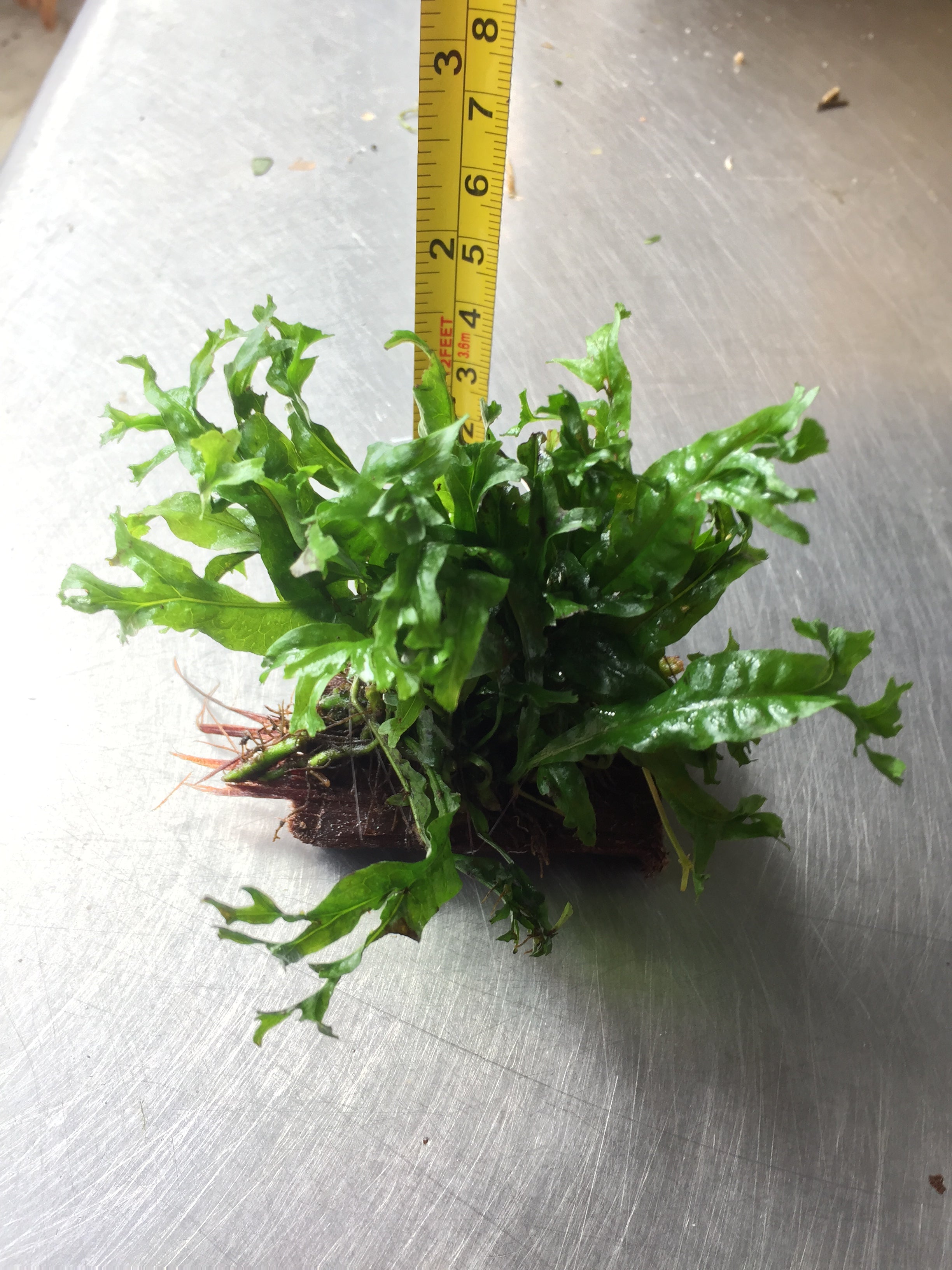 Microsorium Windelov Java Fern Tied to Mini Driftwood for Aquarium Aqu ...