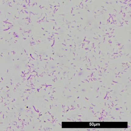 JBL Denitrol Aquarium Beneficial Bacteria: Rapid Pollutant Breakdown for Healthy Fish