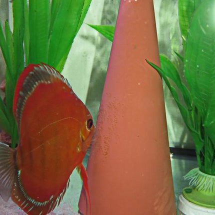 JBL DisCon Discus Fish Breeding Cone - Stable, Unbreakable, Easy-Clean Spawning Aid