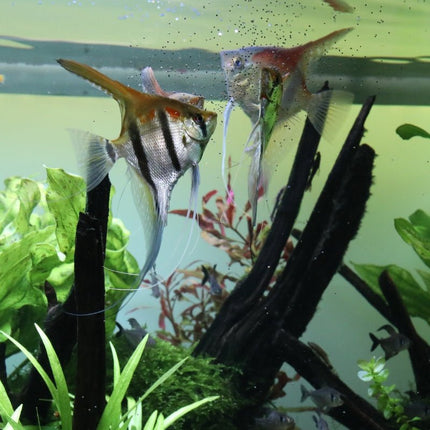JBL ProNovo Bel Grano S: Premium Prebiotic Sinking Granules for Vibrant Fish