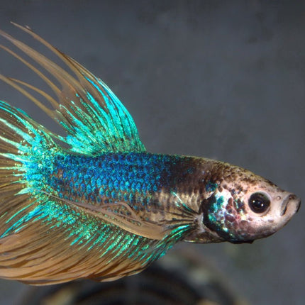 JBL ProNovo Betta Flakes S: Prebiotic Flake Food for Vibrant Betta Health